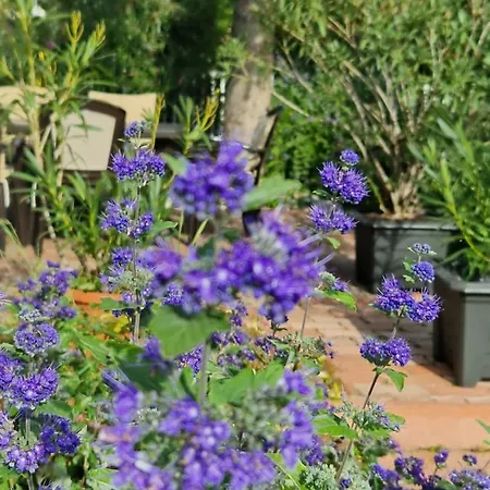 Balaton Fuered Balatonfüred