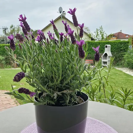 Balaton Fuered באלאטונפורד