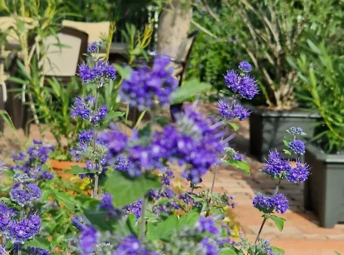 Balaton Füred Balatonfüred